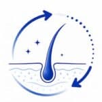 hair follicle renewal cycle
